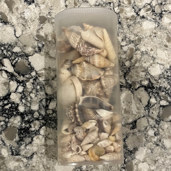 Assorted Seashell Collection in Clear Container - Picture 2 of 5